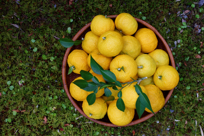 Coffret cadeau Gin Bio Microcitrus et son kit Cocktail (50cl)